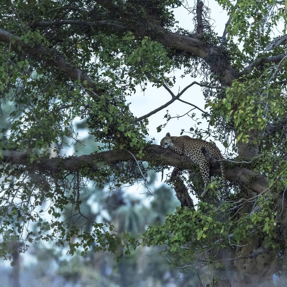 Leopard in Ruaha