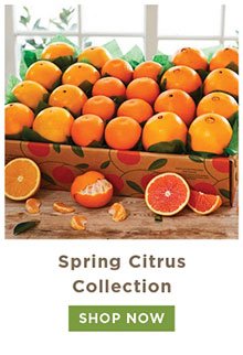 Spring Citrus Collection