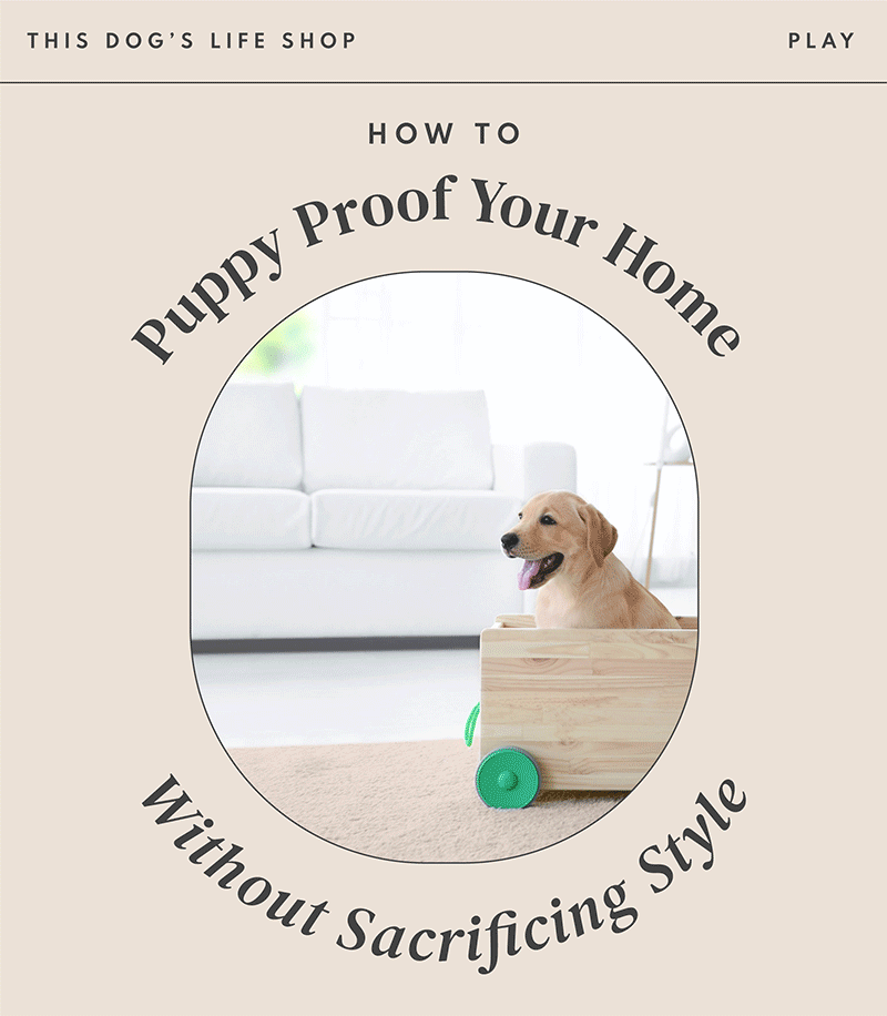 This Dog's Life Our guide to a dogproof home without sacrificing style Milled