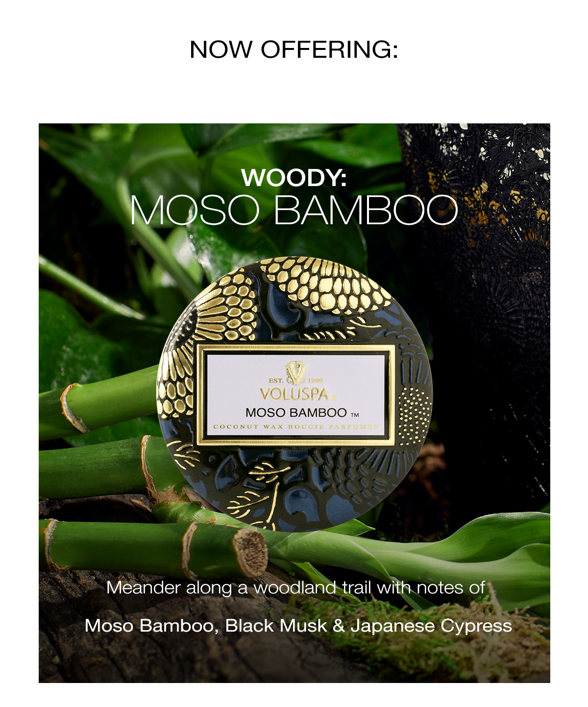 NOW OFFERING… MOSO BAMBOO: Meander along a woodland trail with notes of Moso Bamboo, Black Musk & Japanese Cypress 