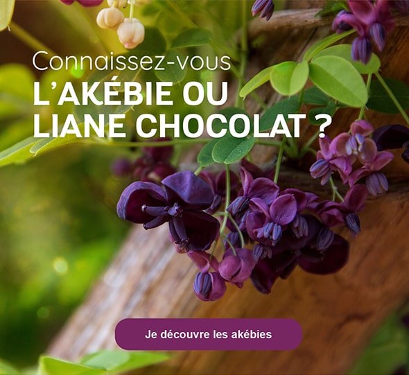 Connaissez-vous l'Akébie ou liane Chocolat