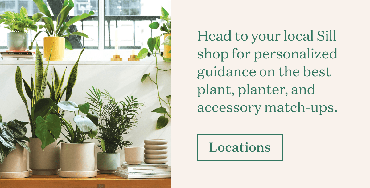 The Sill 3 expert ways to perfect your plant setup Milled