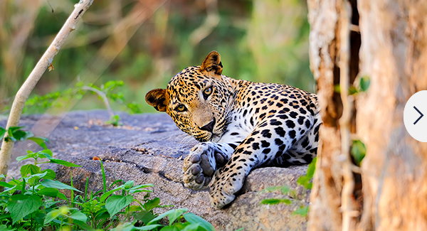 Jewels of Sri Lanka