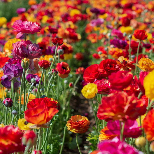 Passion Mix Ranunculus