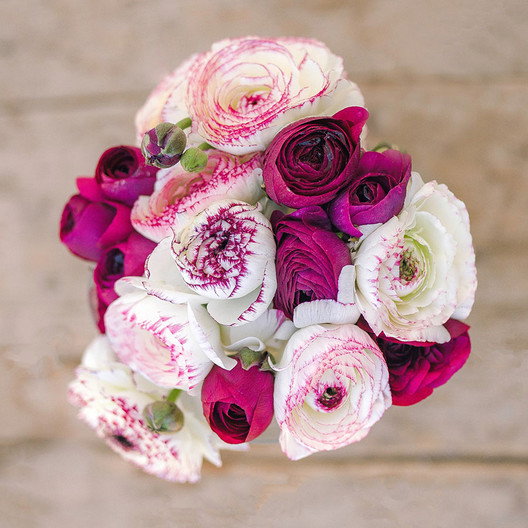 Purple & White Picotee Ranunculus Mix