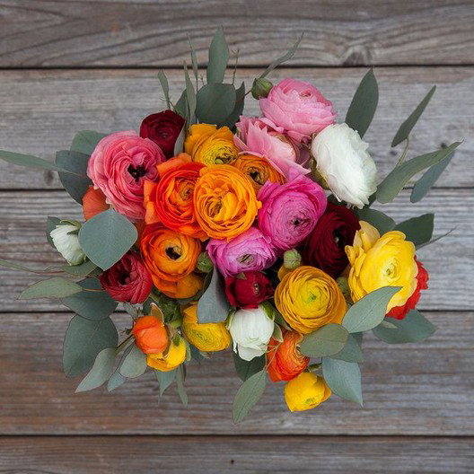 45 Days of Bloom Ranunculus Mix