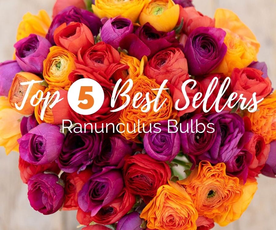 Top 5 Best Selling Ranunculus Bulbs