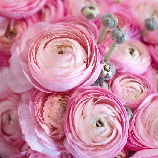 Ranunculus Marshmallow