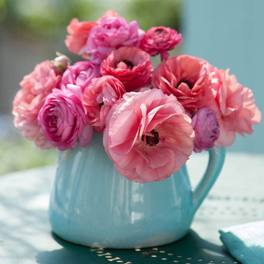 Pink Chiffon Mix Ranunculus
