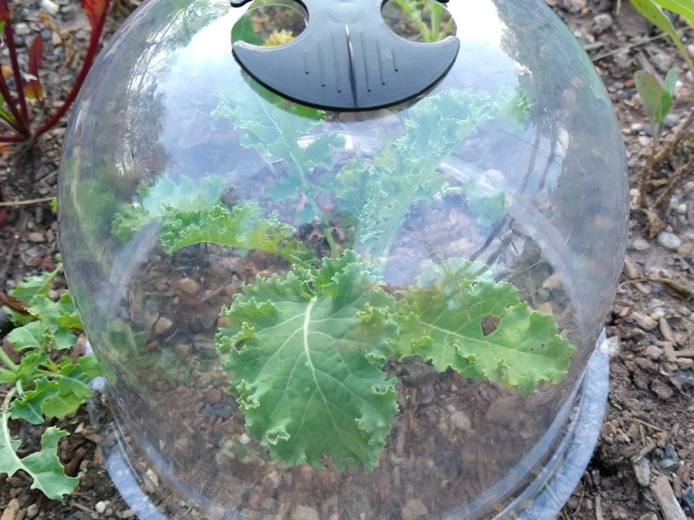 The Grommet Protect Your Plants With These Clever Cloches Milled 6568