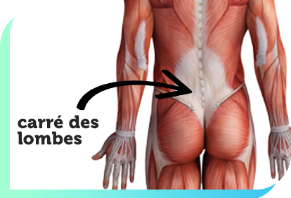 Carré des lombes