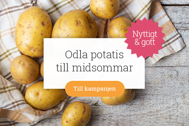 Odla Nu Egenodlad Potatis Till Midsommar Milled