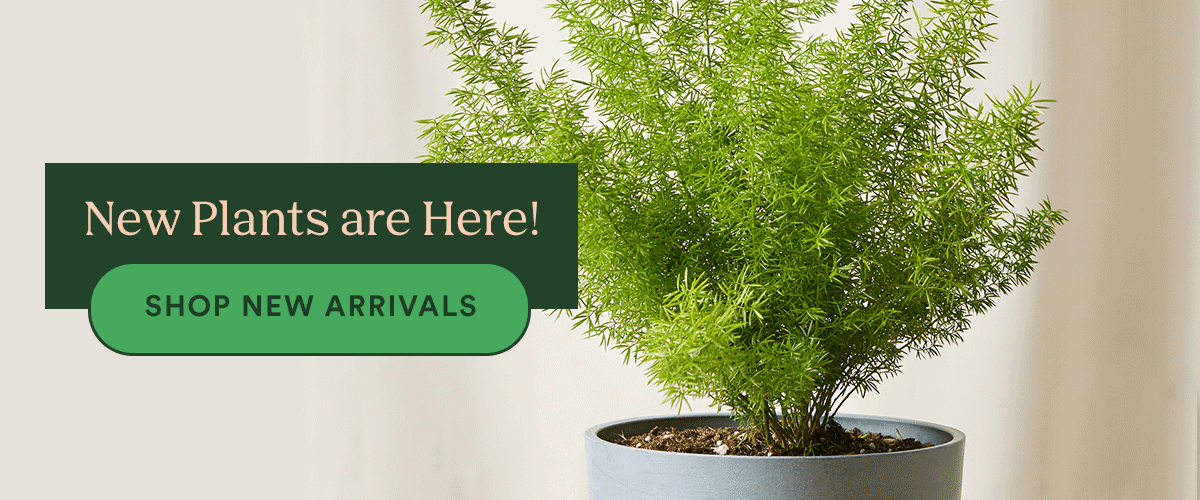 Bloomscape The Best Plants for Every Room! Milled