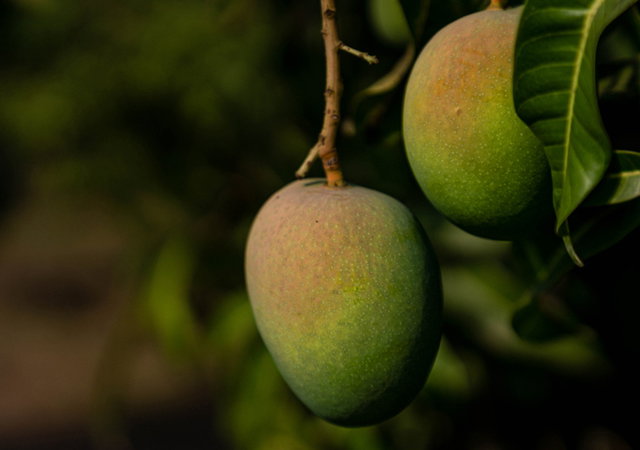 What is an Alphonso mango?