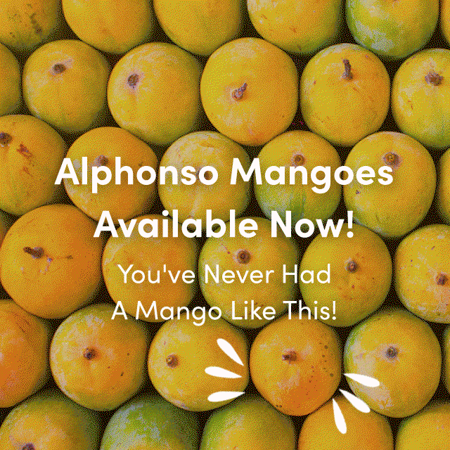 Alphonso Mangoes Available Now!