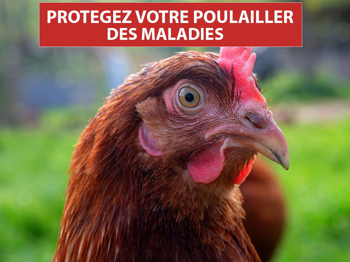 chemin des poulaillers: Alerte Grippe Aviaire, protgez vos poulettes des  maladies.
