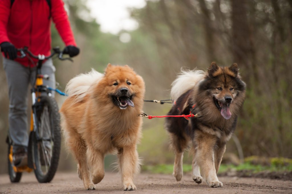  Hvad skal du overveje, når du cykler med din hund? 