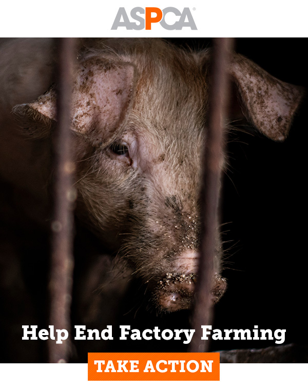 ASPCA: SIGN NOW: Stop Factory Farming Abuse | Milled