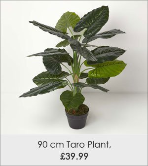 Taro Plant in Pot