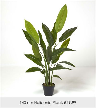 Heliconia Plant