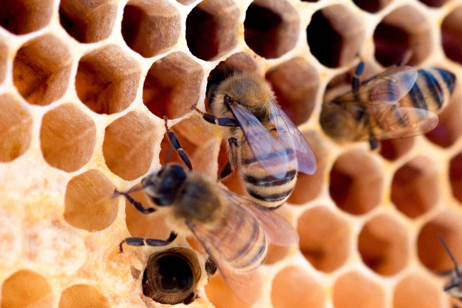 Honey bees moving through honeycomb.