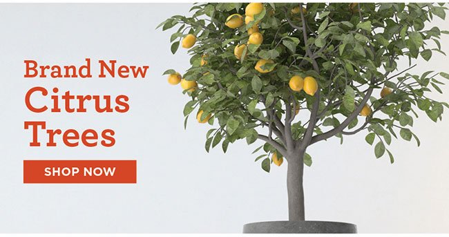 All New Citrus Trees