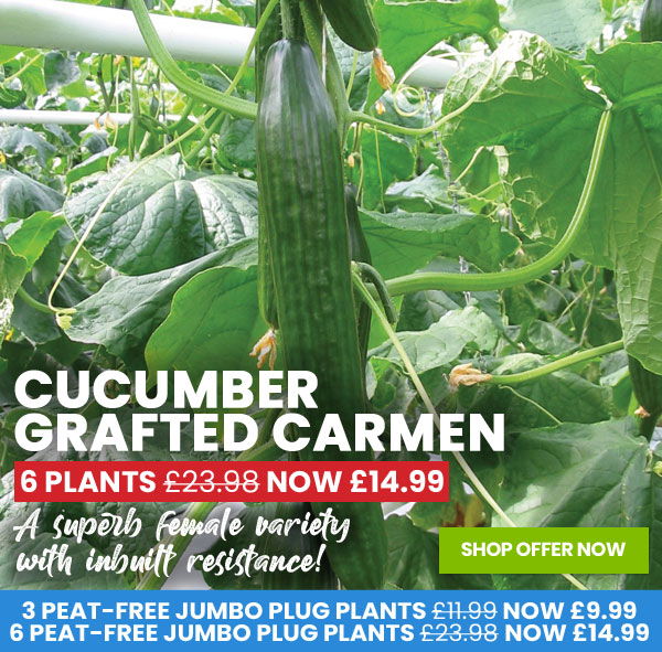 Suttons Seeds Better Than Half Price 8 Grafted Tomatoes Only 10 Milled 