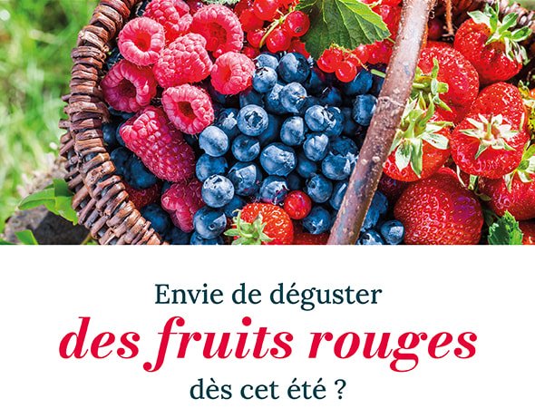 Envie de déguster des fruits rouges dès cet été ?