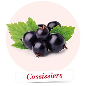 Cassissiers