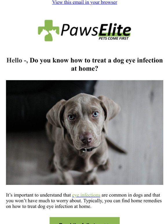 How to Treat Dog Eye Infection at Home