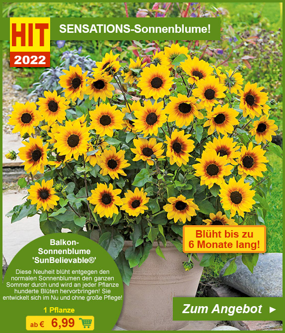 BALDURGarten KOO HIGHLIGHTS zur besten Pflanzzeit, Herr Milled