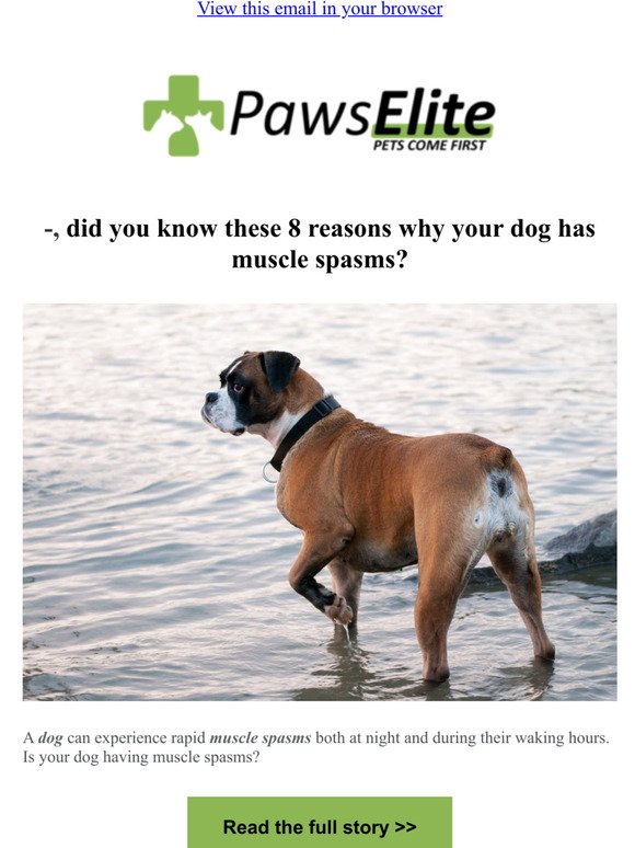 8 Reasons Why Dog's Have Muscle Spasms