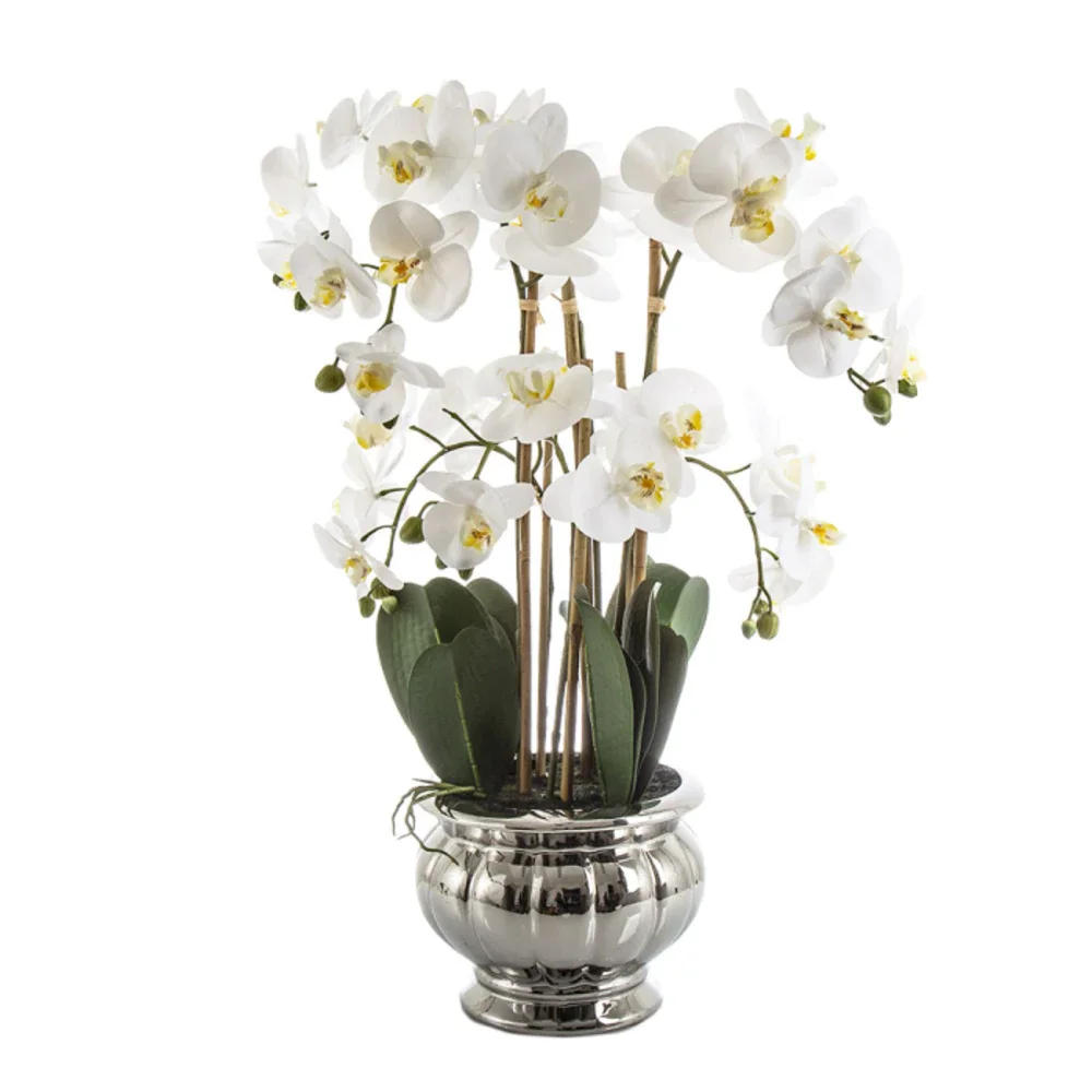 Image of Potted Orchid in Silver Bowl