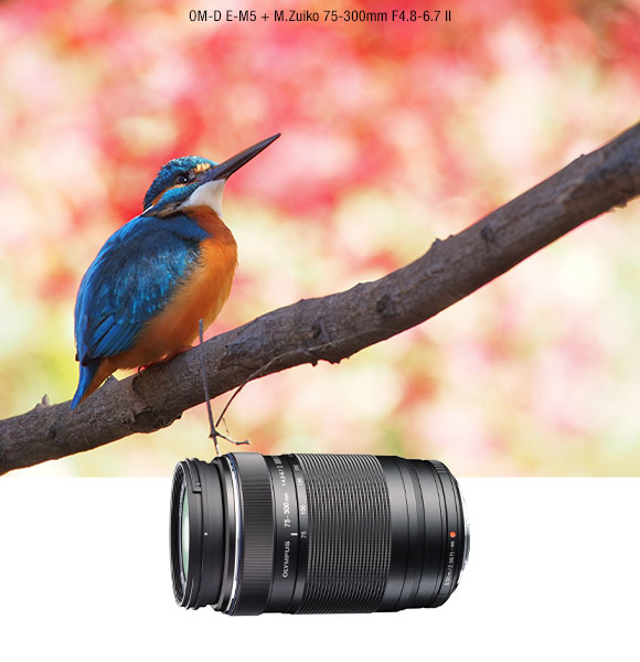Olympus Best Birding Lenses for Your Budget Milled
