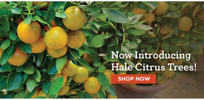 Hale Citrus Trees!