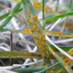 Is that Rust on My Lawn?