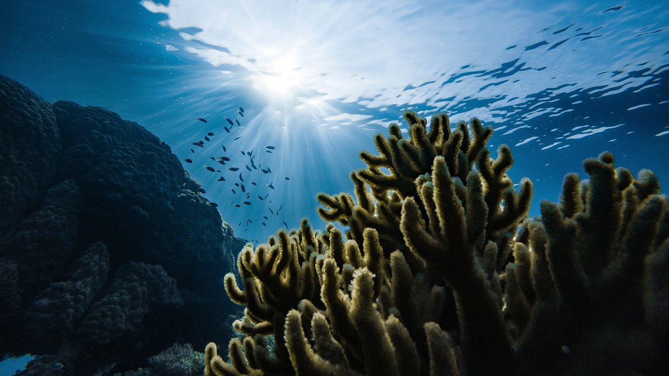 Underwater shot of coral reef with sun rays shining into the water