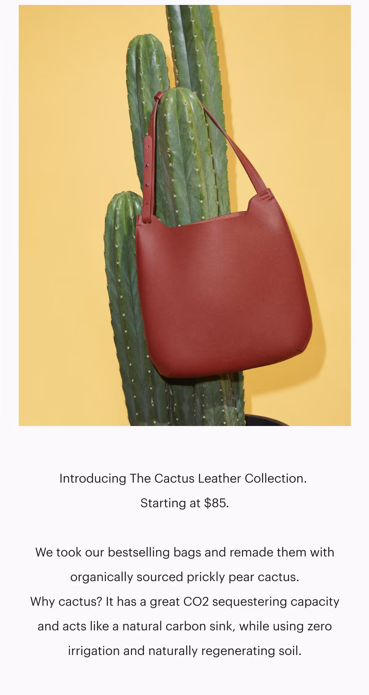 Introducing The Cactus Leather Collection. Starting at $85.
We took our bestselling bags and remade them with organically sourced prickly pear cactus.
Why cactus? It has a great CO2 sequestering capacity and acts like a natural carbon sink, while using zero irrigation and naturally regenerating soil.