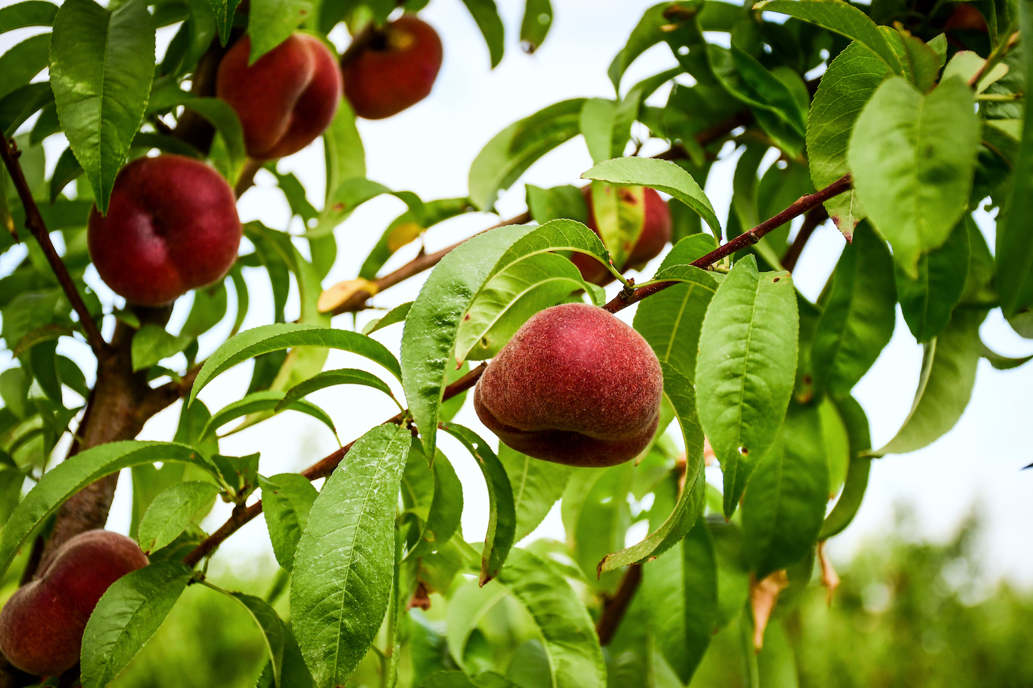 Organic O'Henry Peaches  Pre-Order – Frog Hollow Farm