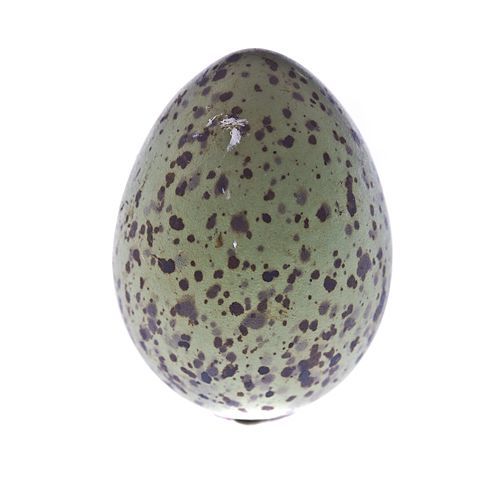 Wild Gulls' Eggs, Each