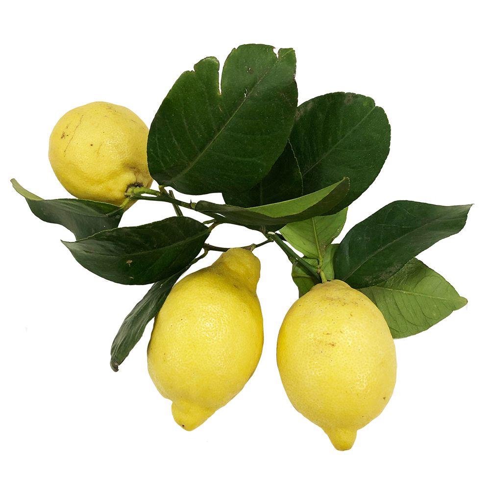 Italian Lemons, 1kg