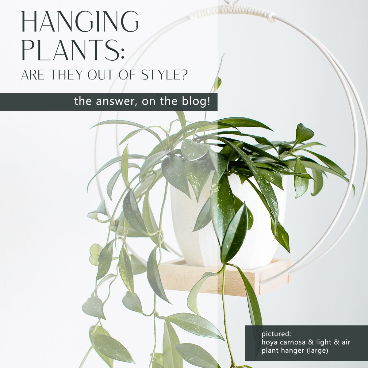 BRAID & WOOD Design Studio Are Hanging Plants Out of Style? Milled