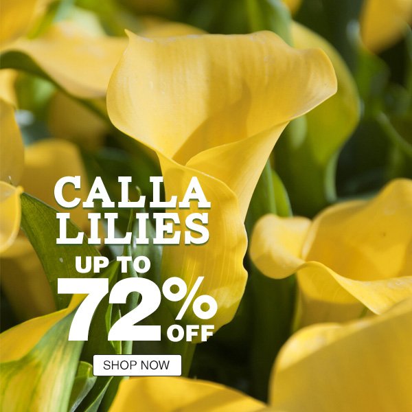 Calla Lilies - Up to 72% off