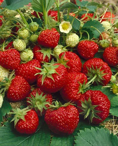 Ft. Laramie Everbearer Strawberry - 10 root divisions