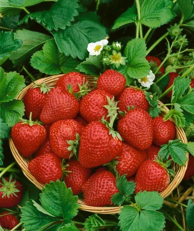 Eversweet Everbearer Strawberry - 10 root divisions