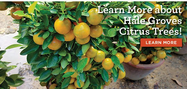 Learn More about Hale Groves Citrus Trees!