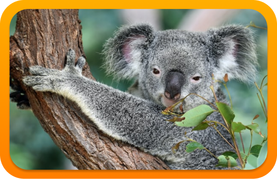 Foto Australië