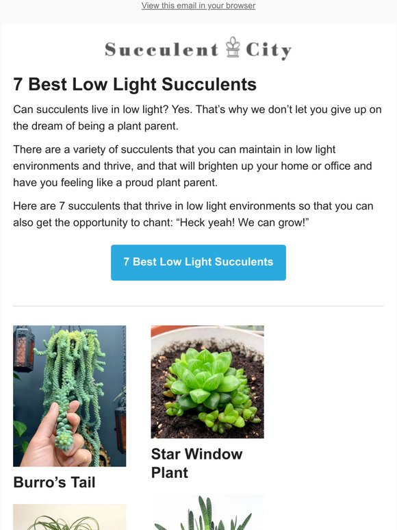 7 Best Low Light Succulents