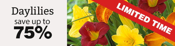 Daylilies up to 75% off