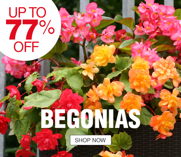 Begonias - Up to 77% off